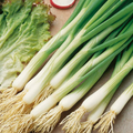 White Lisbon Onion Seeds - Heirloom Bunching Onions, 60 Days, 250-25,000 Seeds