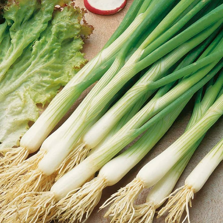 White Lisbon Onion Seeds - Heirloom Bunching Onions, 60 Days, 250-25,000 Seeds
