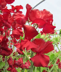 George McAra Sweet Pea Seeds – Climbing Vine, 50+ Violet Blooms