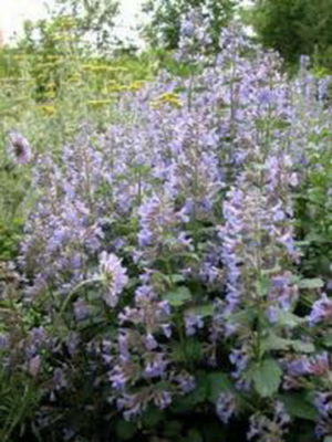 Catnip Seeds (Nepeta cataria) - 1,000 Seeds, Perennial Herb, Non-GMO