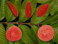 Ruby Supreme Guava Seeds - 50+ Pink-Fleshed Guava Seeds for Container or Garden Growing