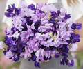 Sweet Pea Purple Mix Seeds - Fragrant Climbing Vine, Non-GMO, 15 Seeds