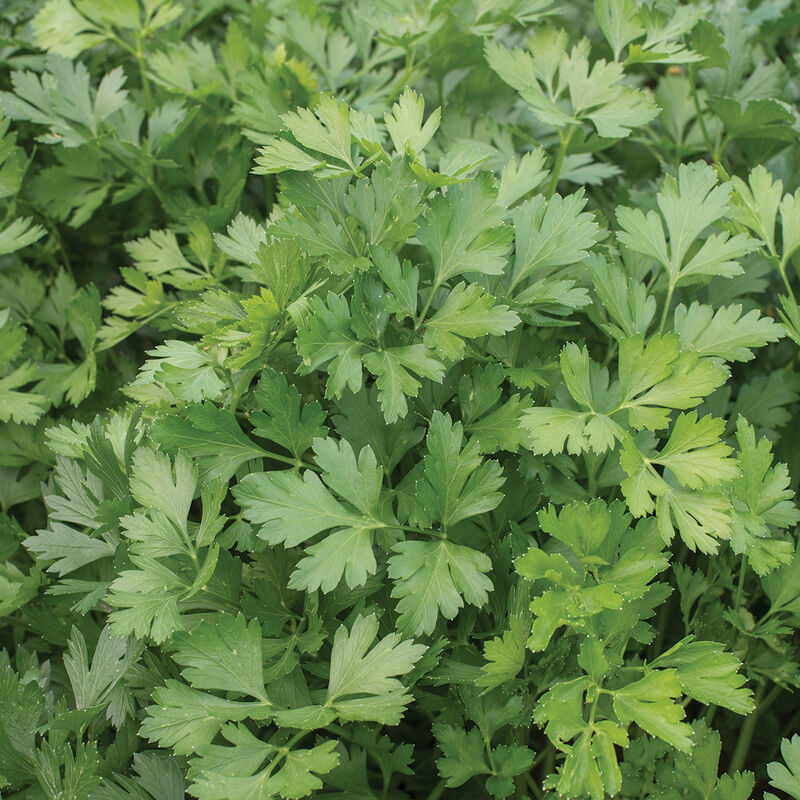 Dark Green Italian Giant Parsley Seeds - Petroselinum crispum neapolitanum, Heirloom, Non-GMO