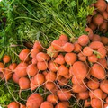 Parisian Carrot Seeds - Heirloom Round Carrots, Non-GMO, 60 Days to Harvest