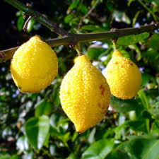 Bumpy Lemon Charichuelo (Garcinia madruno) Starter Plant Seedling - 12"-24" Tropical Fruit Tree