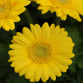 200 Yellow Gerbera Daisy Seeds - Gerbera jamesonii Seeds for Full Sun, 14-21 Day Germination
