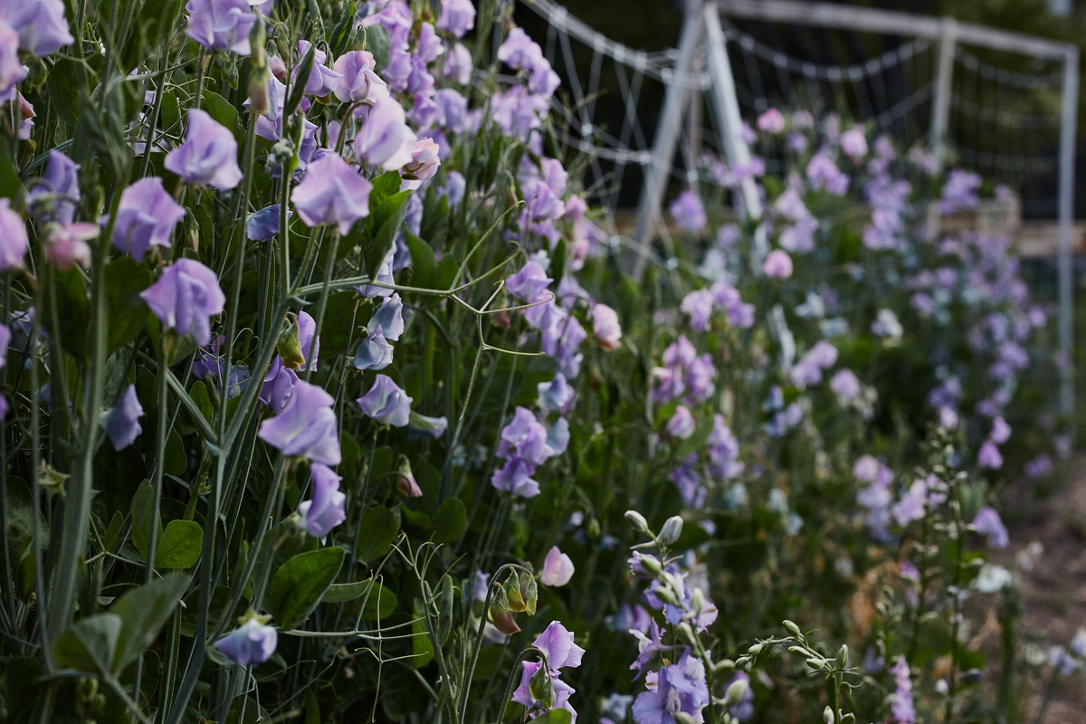 Chatsworth Sweet Pea Seeds (50+) – Lavender-Blue, Fragrant Climbing Vines for Trellis & Bouquets