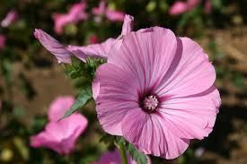 Dwarf Rose Mallow Mix Seeds - 40 Seeds, Perennial Hibiscus for Borders & Containers
