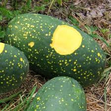 Moon & Stars Watermelon Seeds - Heirloom, Non-GMO (100 Days)