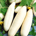 White Wonder Cucumber Seeds - Heirloom, Crisp & Bitter-Free (Non-GMO) 60 Days