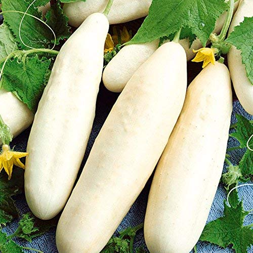 White Wonder Cucumber Seeds - Heirloom, Crisp & Bitter-Free (Non-GMO) 60 Days