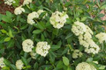 40 Tea Berry Shrub Seeds (Viburnum cassinoides) - Witherod, Edible Berries, Aromatic Leaves