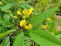 Gopherweed Seeds (Baptisia lanceolata) - 25 Seeds, Perennial Native for Pollinators