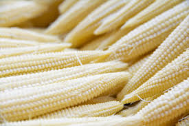 Popcorn Japanese Hulless White Seeds (Zea mays) - Hulless White Kernels for Gourmet Popcorn & Baby Corn