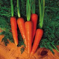 Moonraker Carrot Seeds – 1000+ White Heirloom, Sweet Crisp, 8-10" Roots