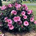 Pink Swamp Rose Mallow Seeds (Hibiscus moscheutos) - 20 Seeds, 6-9" Flowers, Hardy Perennial