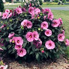 Pink Swamp Rose Mallow Seeds (Hibiscus moscheutos) - 20 Seeds, 6-9" Flowers, Hardy Perennial