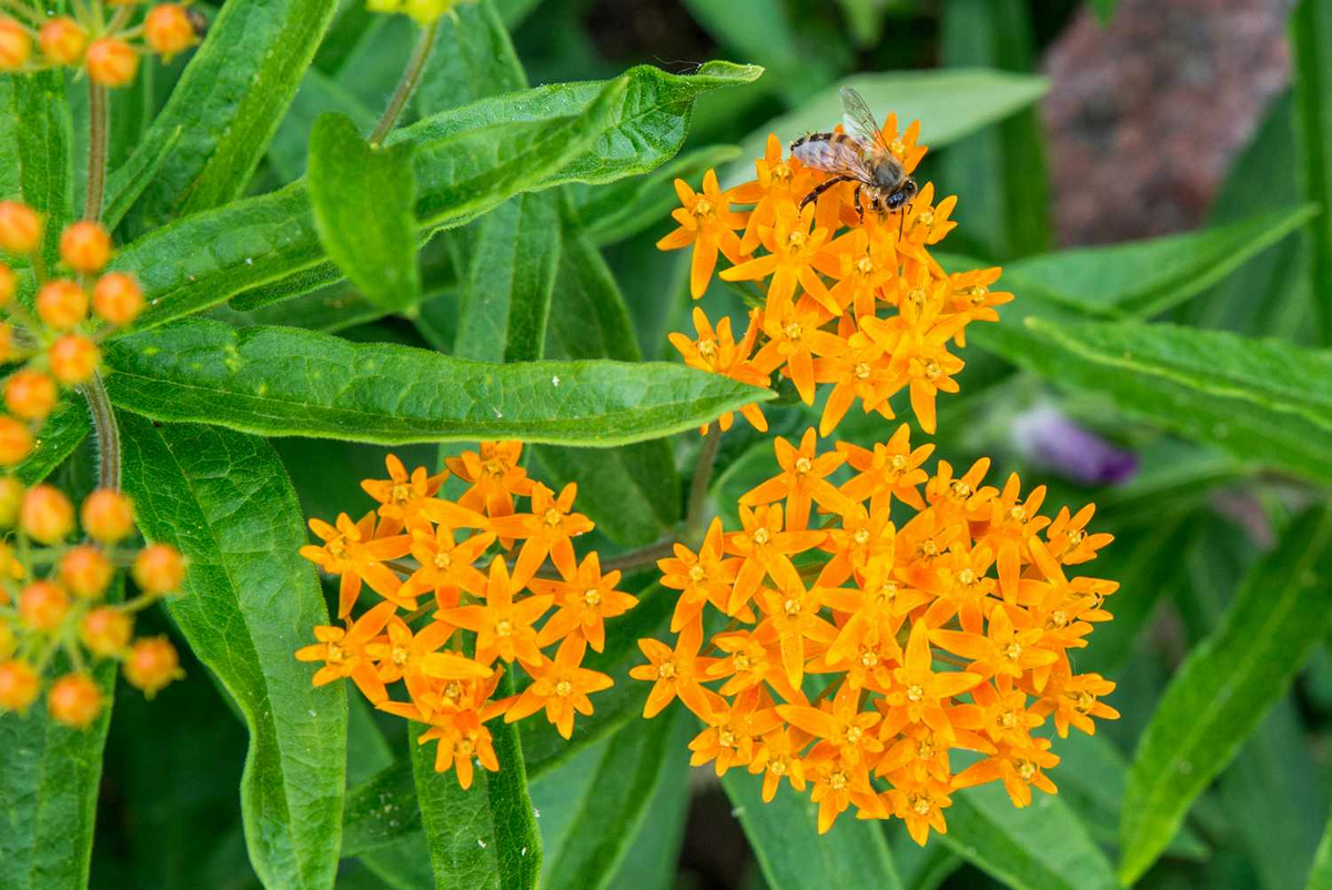 Butterfly Weed Plants Asclepias tuberosa Bare Root - 5 Perennial Monarch Attracting