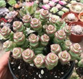 Crassula cv. 'Jade Necklace' - Rare Live Succulent, Rooted in 2" Pot