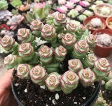 Crassula cv. 'Jade Necklace' - Rare Live Succulent, Rooted in 2" Pot