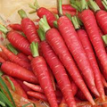 Atomic Red Carrot Seeds (Daucus carota) - 150 Seed Pack