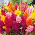 Celosia Mixed Pampas Plume Seeds - 400 Non-GMO Seeds for Garden, Cut & Dried Flowers