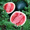 Sugar Baby Watermelon Seeds - 45 Premium Non-GMO Citrullus lanatus, Early Maturing