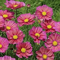 Xsenia Cosmos Seeds – 200+ Pink-Orange Iridescent Blooms, Annual, Full Sun