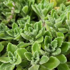 Plectranthus tomentosa (Vicks Plant) – 2 Bare Root Live Plants, 4” Tall
