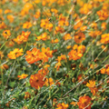 Bright Lights Cosmos Seeds - Non-GMO Red/Orange/Yellow, Attracts Pollinators, 60 Days