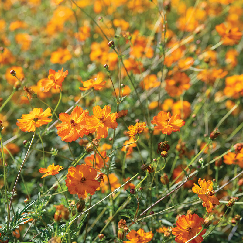 Bright Lights Cosmos Seeds - Non-GMO Red/Orange/Yellow, Attracts Pollinators, 60 Days