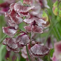 Wiltshire Ripple Sweet Pea Seeds - 50+ Maroon & White Striped, Fragrant, Climbing Vines