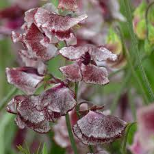 Wiltshire Ripple Sweet Pea Seeds - 50+ Maroon & White Striped, Fragrant, Climbing Vines
