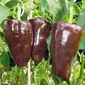 Mulato Isleno Poblano Pepper Seeds - Heirloom, Non-GMO, 75 Days