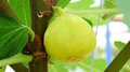 White Marseilles Fig Seeds – 100+ Ficus carica Seeds for Home Garden