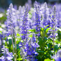 Hyssop Seeds - Heirloom Non-GMO Culinary Herb, 12-24 in, Zones 3-9