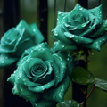 Scottish Green Rose Seeds - 20 Non-GMO Heirloom Seed Pack, Green Blooms