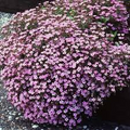 Rock Soapwort Groundcover Seeds (Saponaria ocymoides) - 1000 Seeds, Pink Flowers, Non-GMO