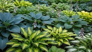 50 Hosta Seeds Mix - Perennial Shade Plant, Mixed Colors & Species