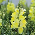 Candy Tops Yellow Snapdragon Seeds (Antirrhinum majus) – 1000+ Seeds, Compact, Bright Yellow Blooms