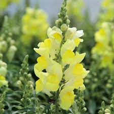 Candy Tops Yellow Snapdragon Seeds (Antirrhinum majus) – 1000+ Seeds, Compact, Bright Yellow Blooms