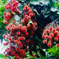 Grafted Rambutan Tree (Nephelium lappaceum) 24”–36” – Starter Plant, Exotic Fruit-Bearing