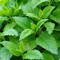 Lemon Balm Seeds (Melissa officinalis) – 1000 Seeds for Tea, Cooking & Pollinator Gardens