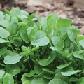Upland Cress Seeds | Barbarea verna - Peppery Greens, Non-GMO, Zones 3-9