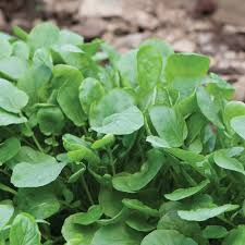 Upland Cress Seeds | Barbarea verna - Peppery Greens, Non-GMO, Zones 3-9