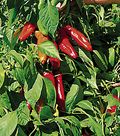 Hatch Ms. Junie Pepper Seeds - Capsicum annuum | Mild, High-Yielding for Roasting