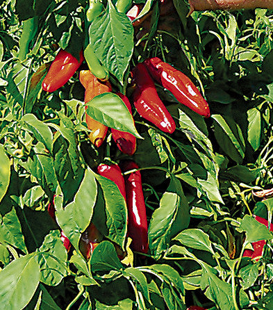 Hatch Ms. Junie Pepper Seeds - Capsicum annuum | Mild, High-Yielding for Roasting