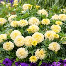 Vanilla African Marigold Seeds - Creamy White Blooms, 25+ Seeds, Tall Annual for Beds & Borders