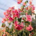 Susan Burgess Sweet Pea Seeds | Pure White Climbing Vine 50+ Seeds