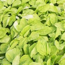 Edible Amaranth Seeds - Amaranthus White Light Green (500 seeds) | Chinese Spinach